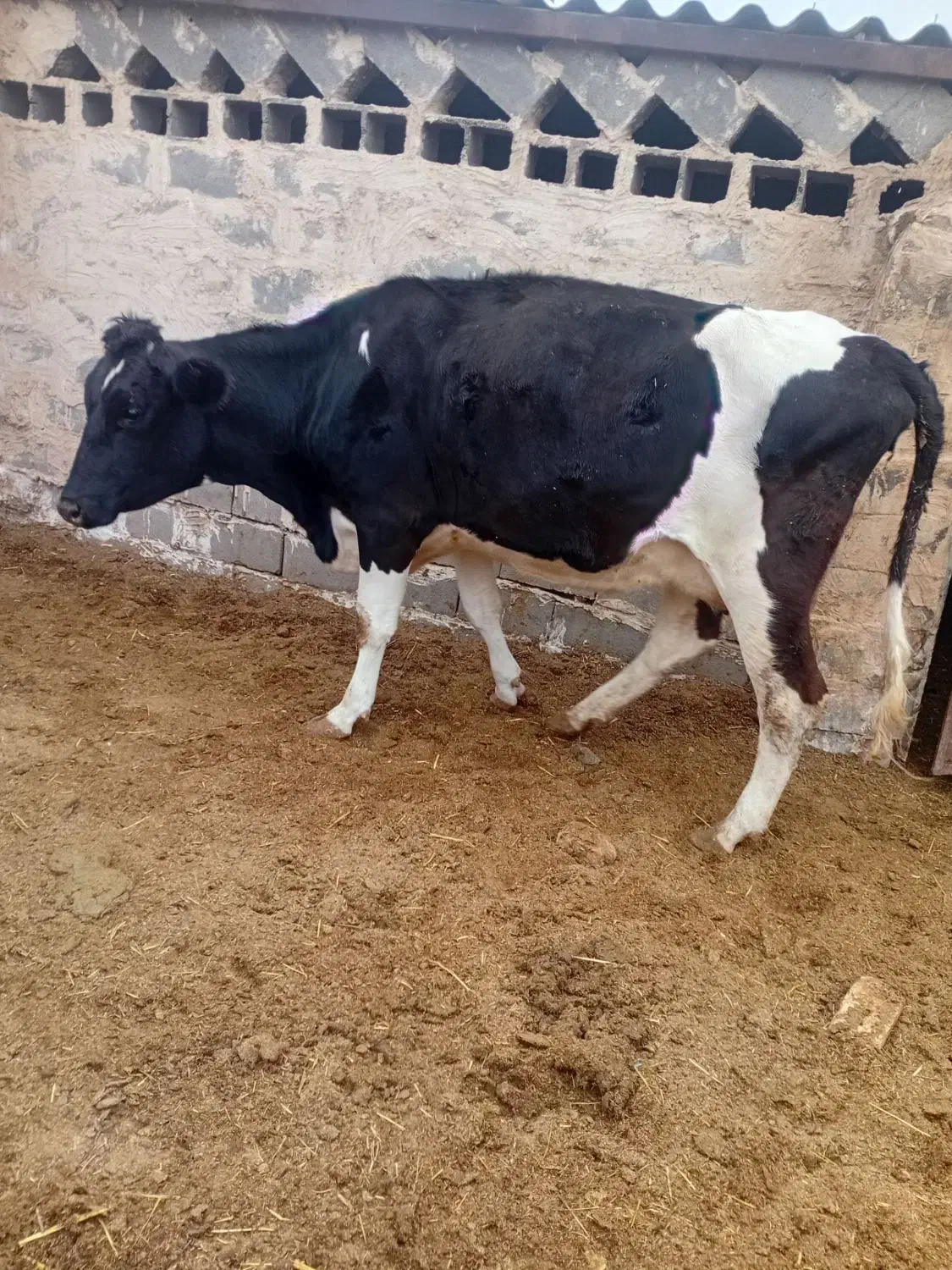 گاو تلیسه گوساله|حیوانات مزرعه|تربت جام, میان جام|دیوار