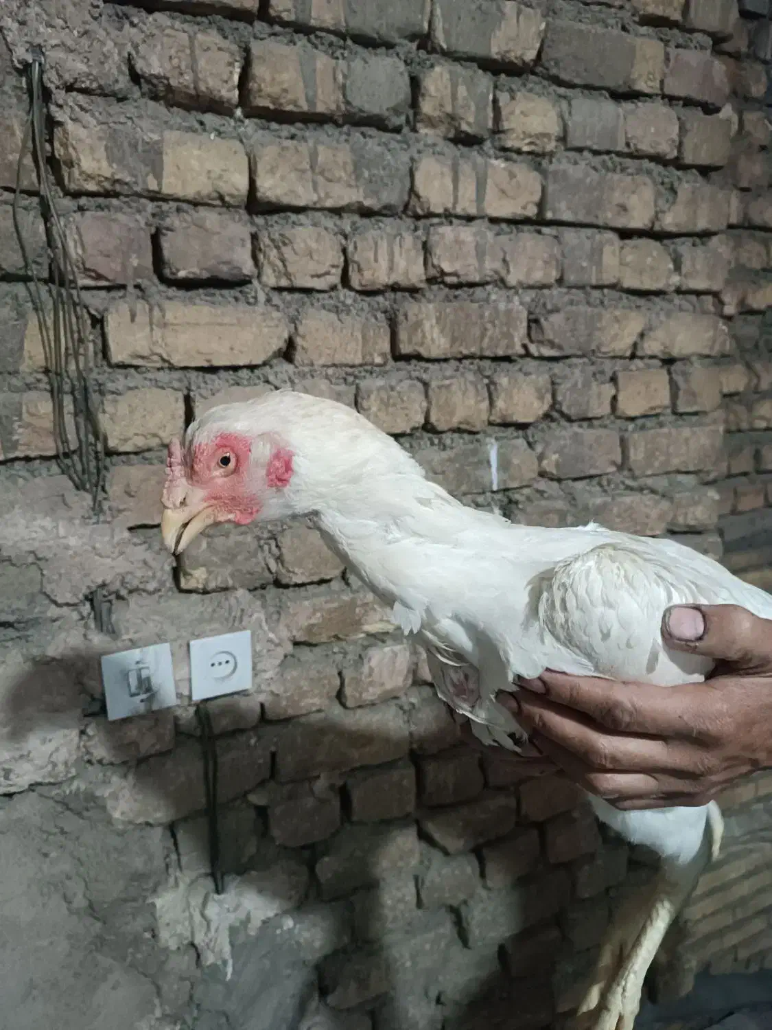 مرغ لاری|حیوانات مزرعه|فولادشهر, A1|دیوار