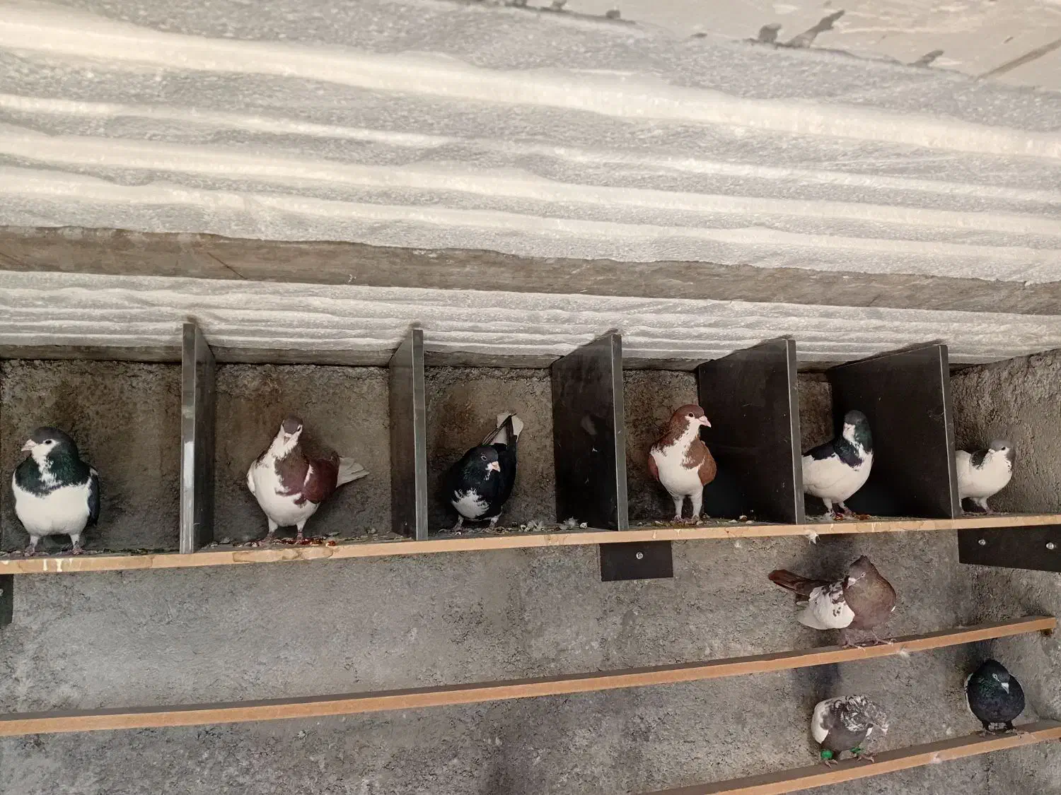 شش عدد شهری تیر|پرنده|مرودشت, شهرک مهدیه|دیوار