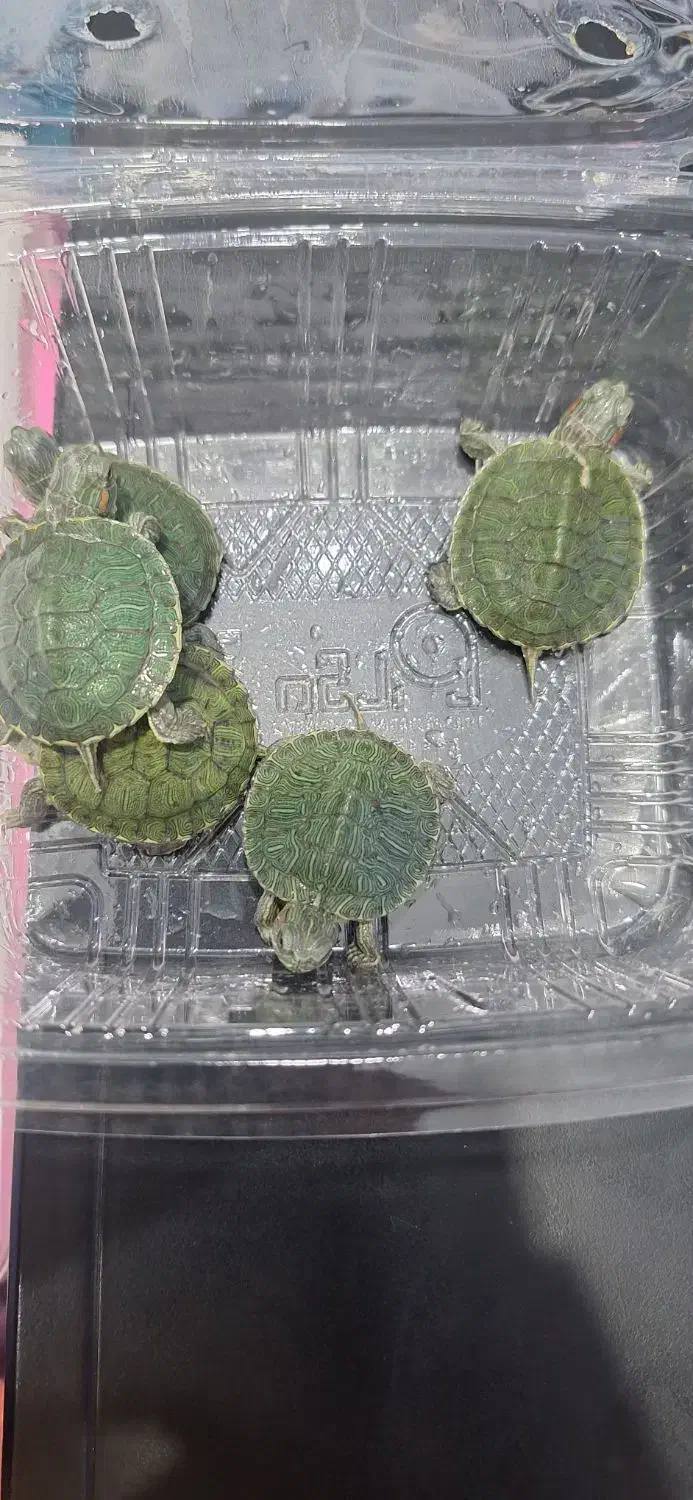 حلزون سبز|خزنده|زاهدان, |دیوار