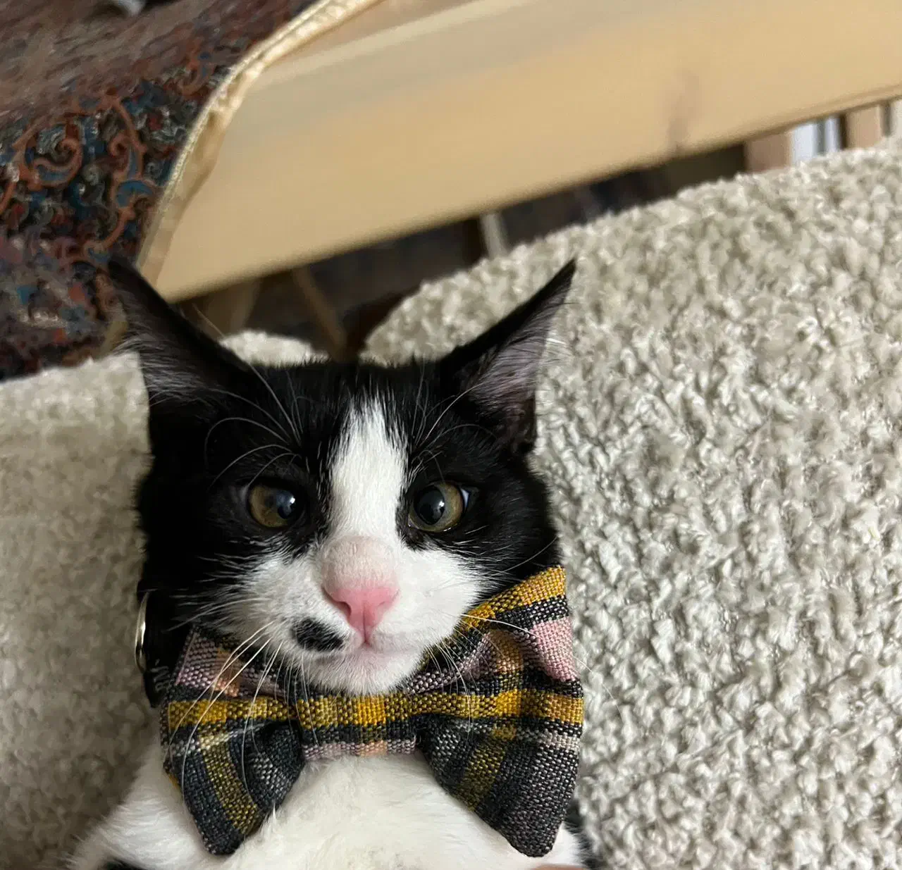 واگذاری رایگان گربه خونگی|گربه|اصفهان, وحید|دیوار