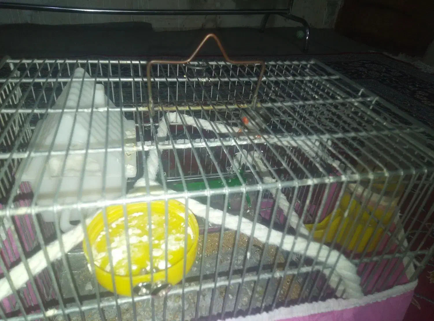 فنج|پرنده|سبزوار, شرق کال شمالی|دیوار