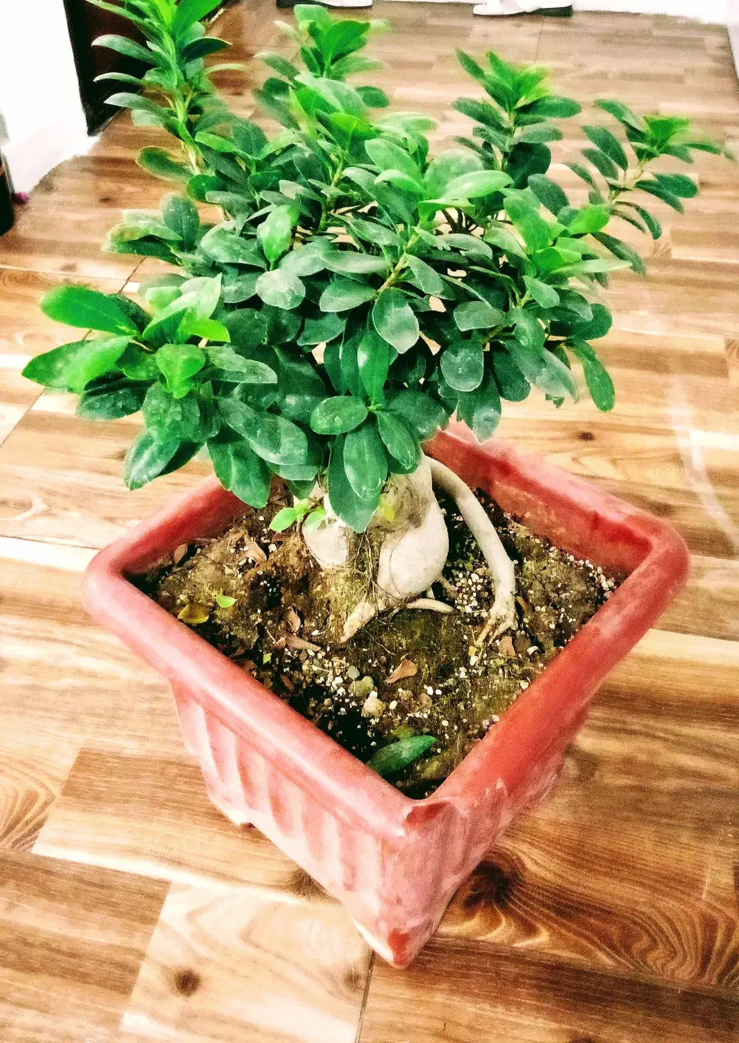 بونسای خاص|گل و گیاه طبیعی|اهواز, کوی باهنر|دیوار