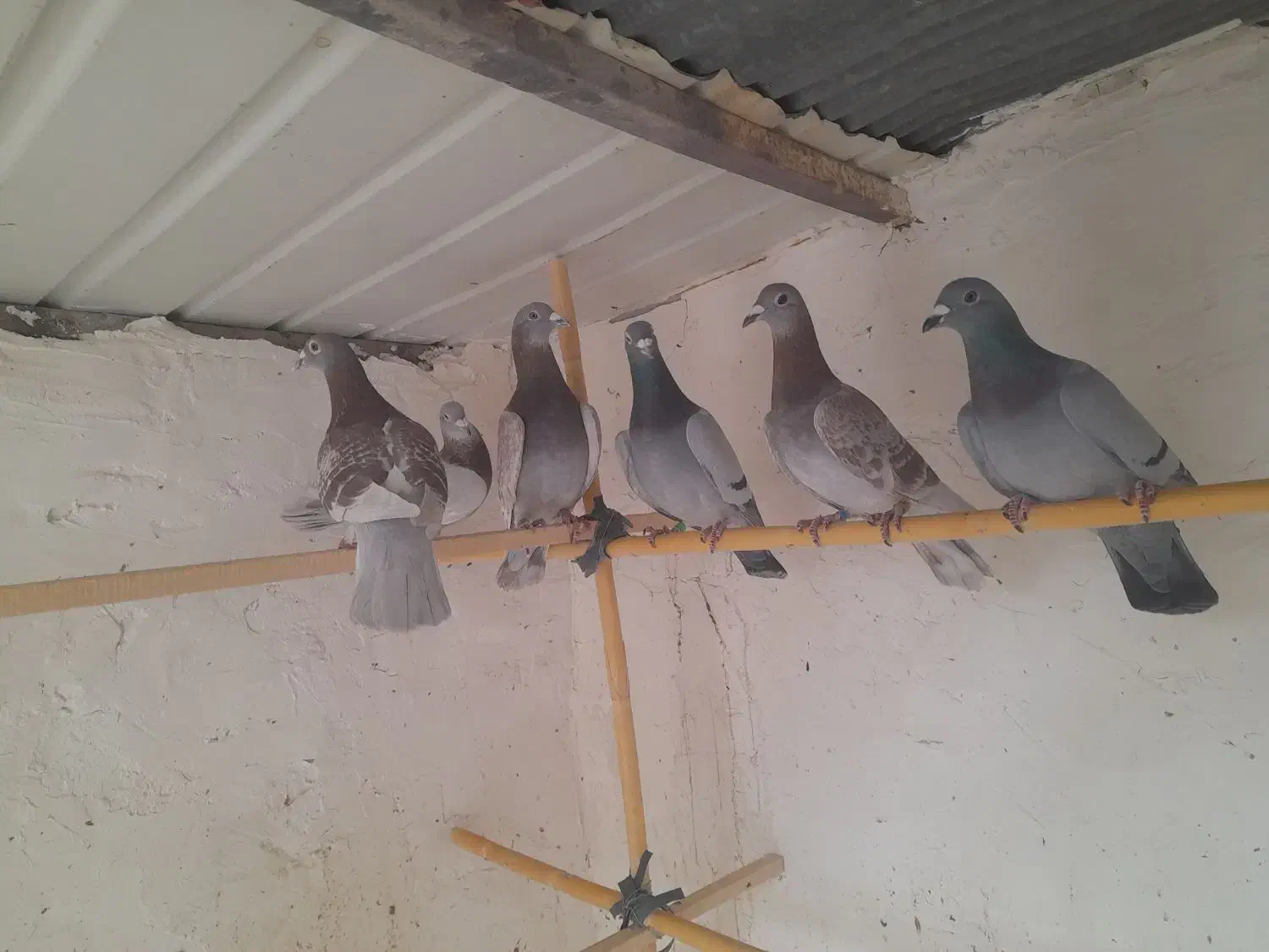 پلاکی اصلی|پرنده|ساوه, |دیوار