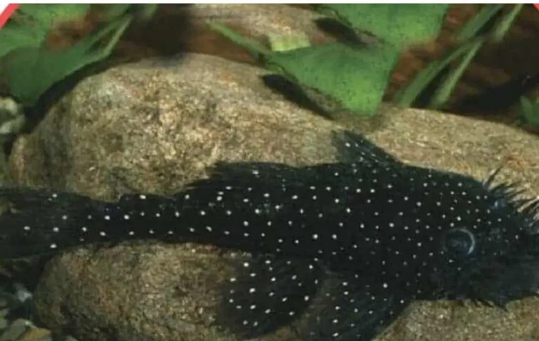 ماهی لجن خوار|ماهی|ری, دولتآباد|دیوار