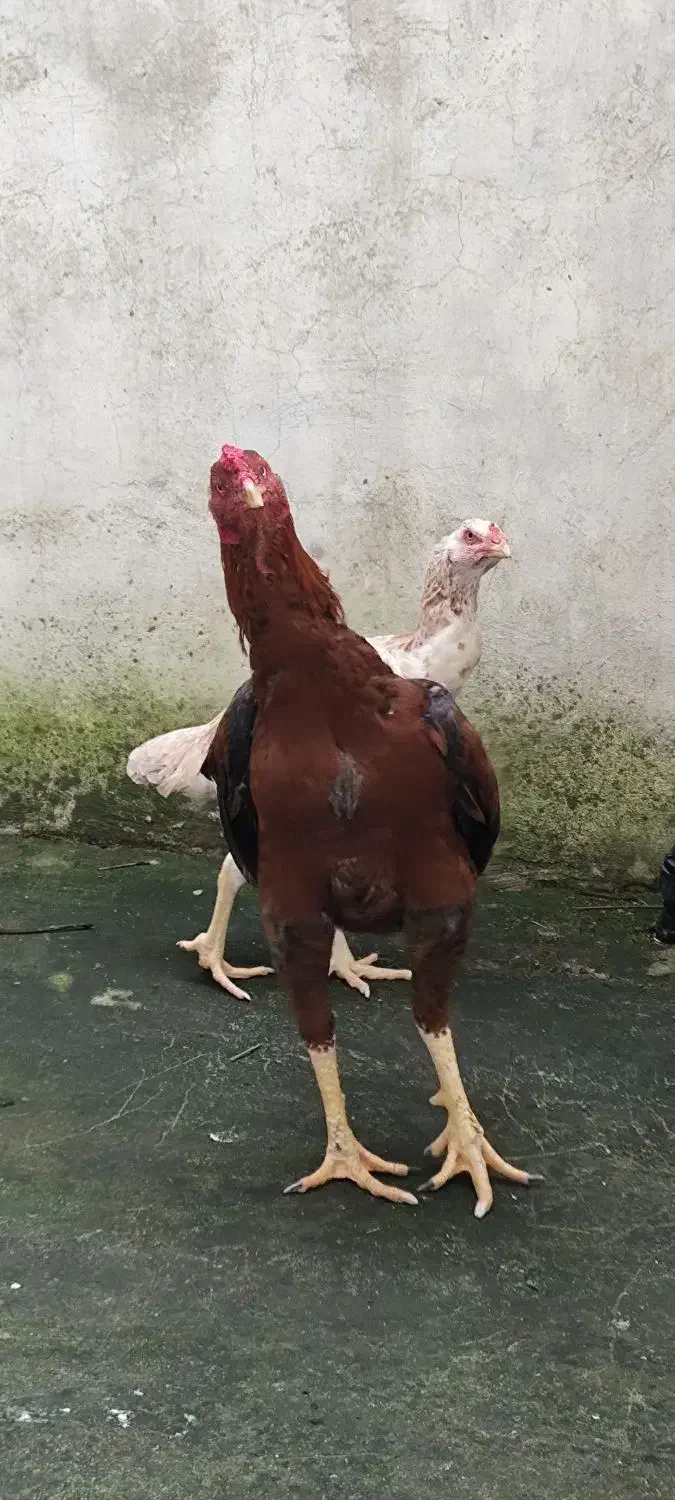 خروس لاری|حیوانات مزرعه|آستارا, |دیوار