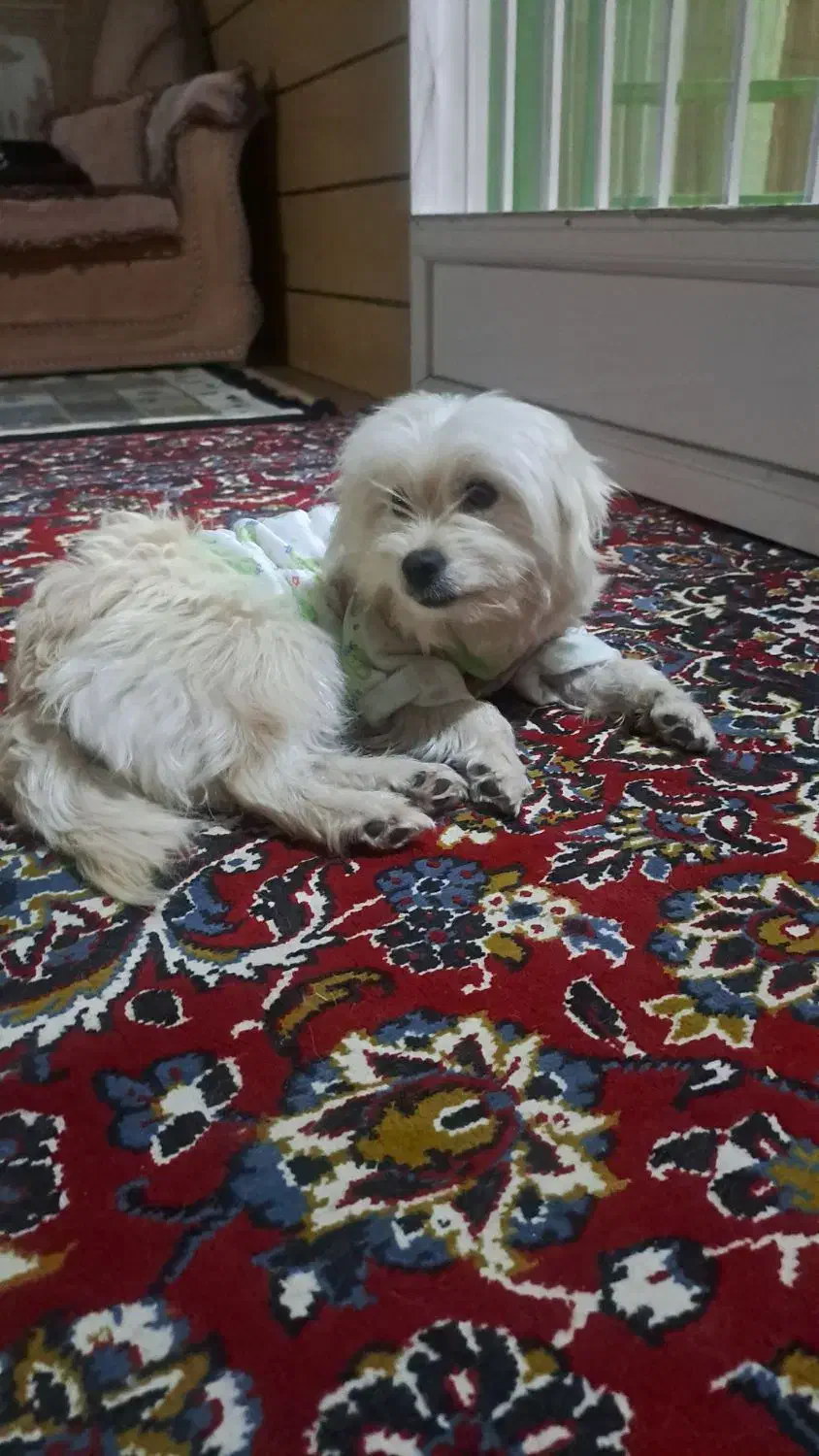 فروش سگ فوری|سگ|علیآباد کتول, |دیوار