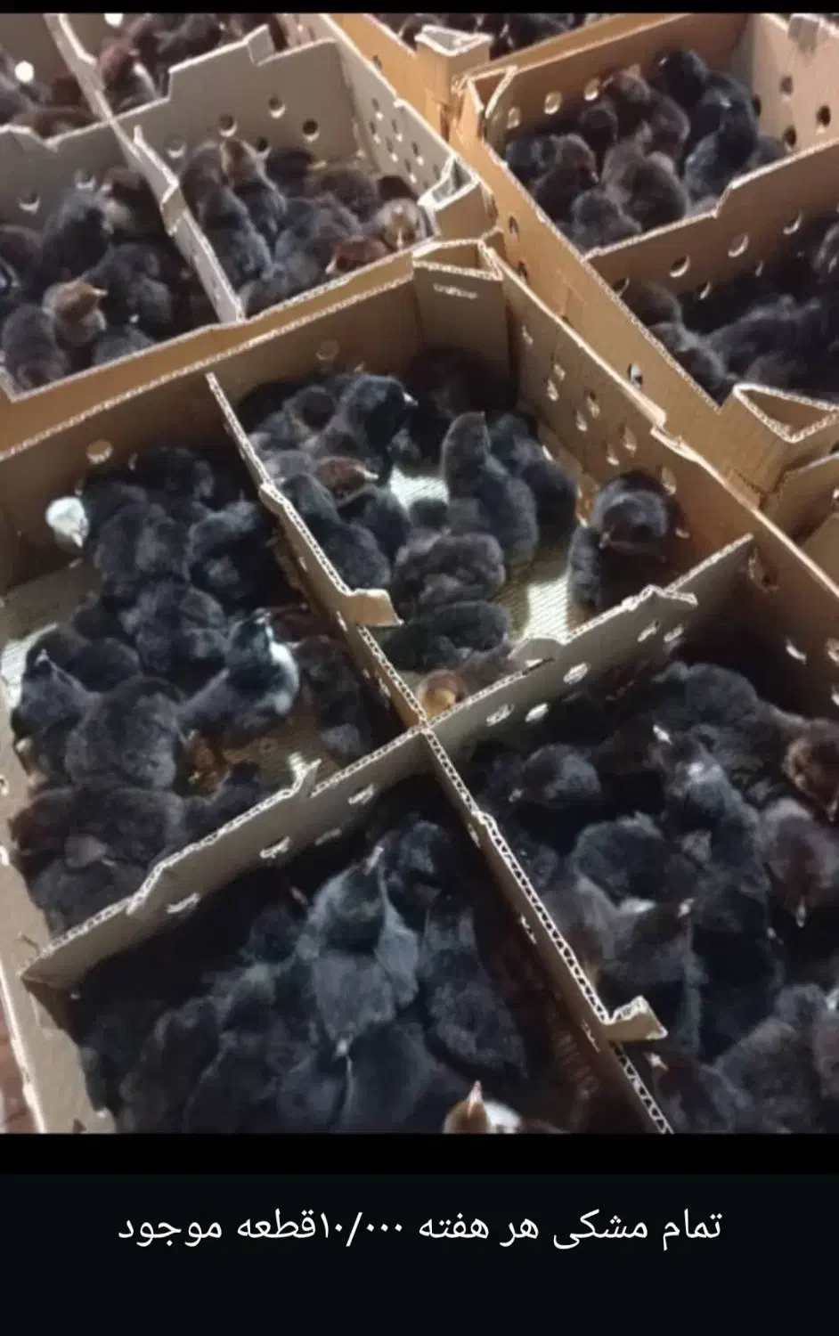 جوجه مرغ یکروزه گلپایگان. جوجه یک روزه محلی خالص|حیوانات مزرعه|شیراز, ارم|دیوار