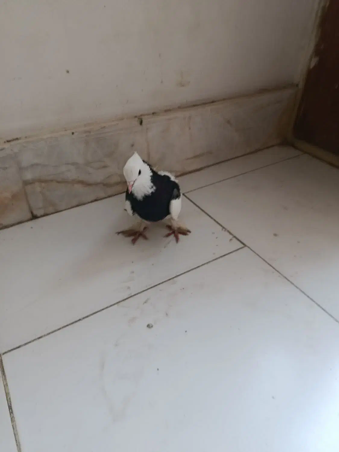 کفتر|پرنده|نیشابور, شهرک اندیشه|دیوار