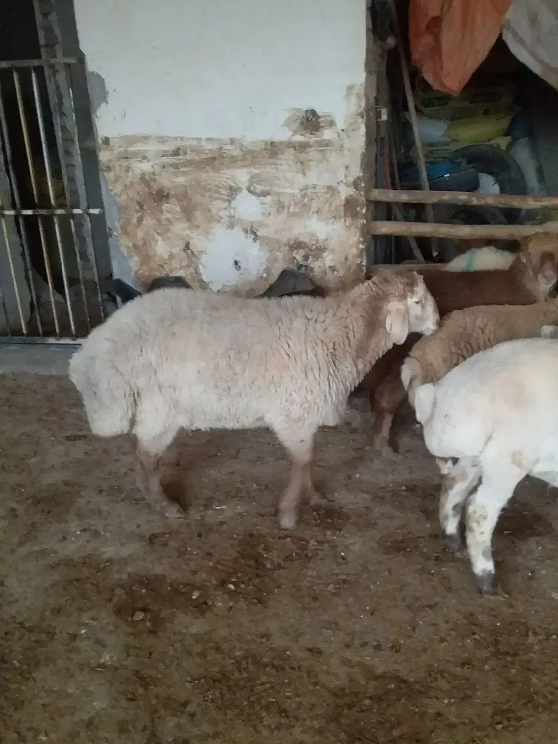 بره تخمی|حیوانات مزرعه|شیروان (خراسان), |دیوار