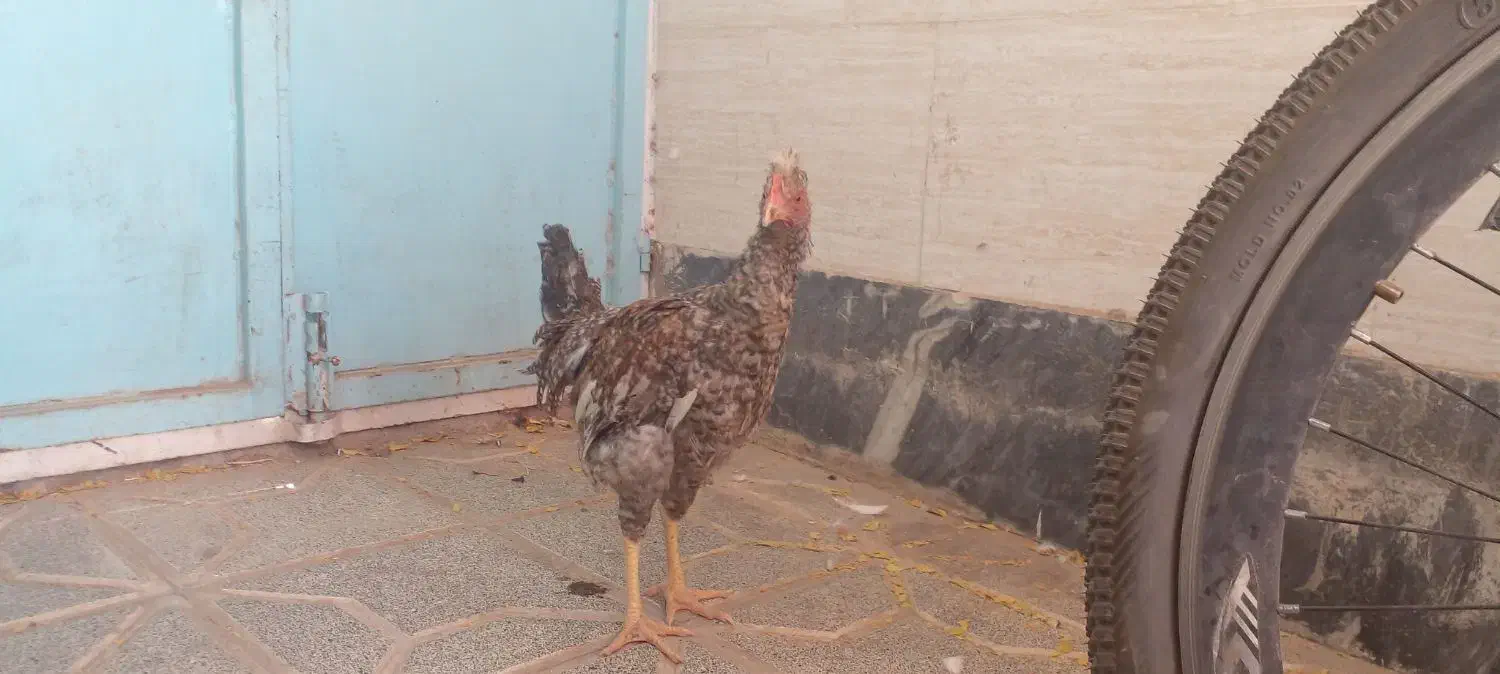 فنچ وخروس و جوجه و قفس|پرنده|بیرجند, |دیوار