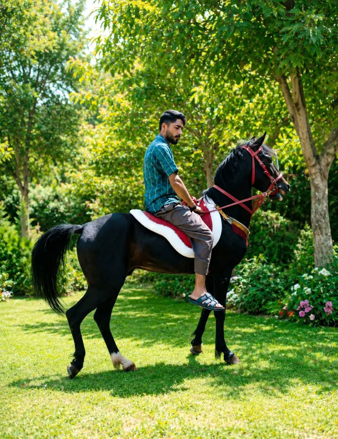 اسب‌|اسب و تجهیزات اسب‌سواری|گرمی, |دیوار
