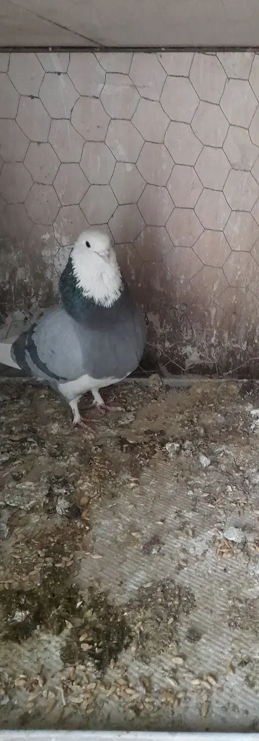 گمشده|حیوانات|دامغان, |دیوار