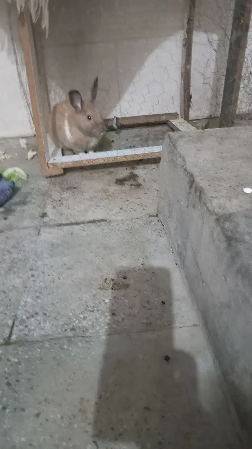 سه عددخرگوش|موش و خرگوش|اهواز, کوی رمضان|دیوار