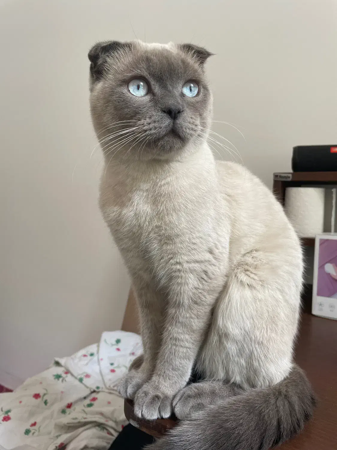 گربه|حیوانات|سنندج, |دیوار