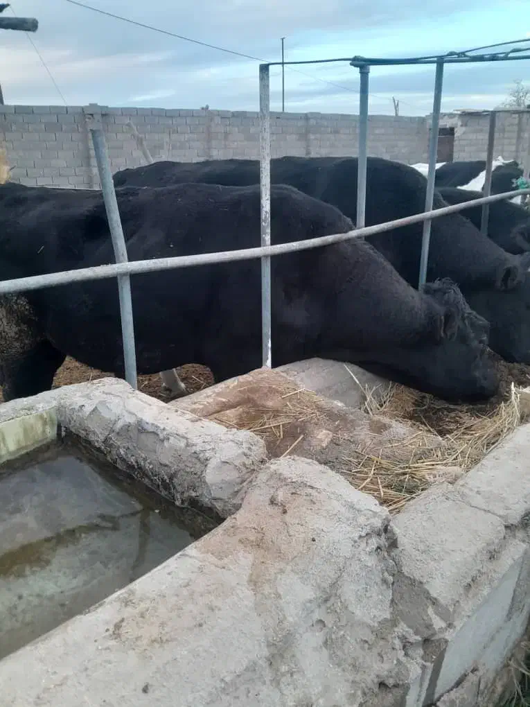 ۳ راس گوساله نر چاق|حیوانات مزرعه|تفت, |دیوار