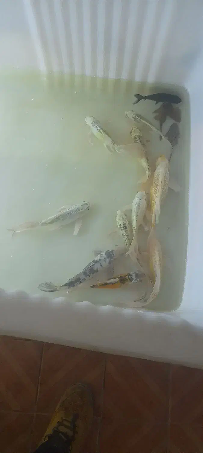 ماهی کوی باله بلند|ماهی|یزد, |دیوار