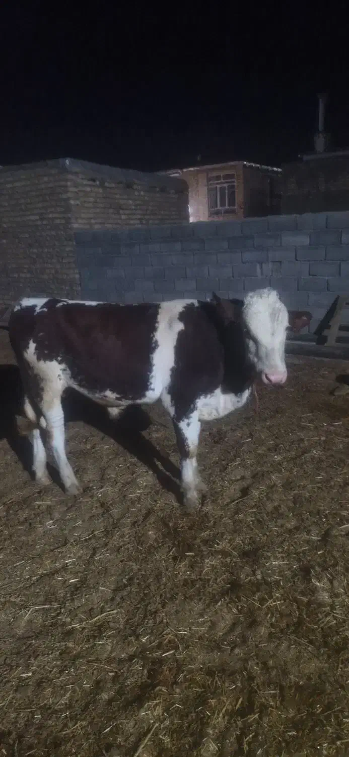 جوانه|حیوانات مزرعه|سبزوار, کهنه آب|دیوار