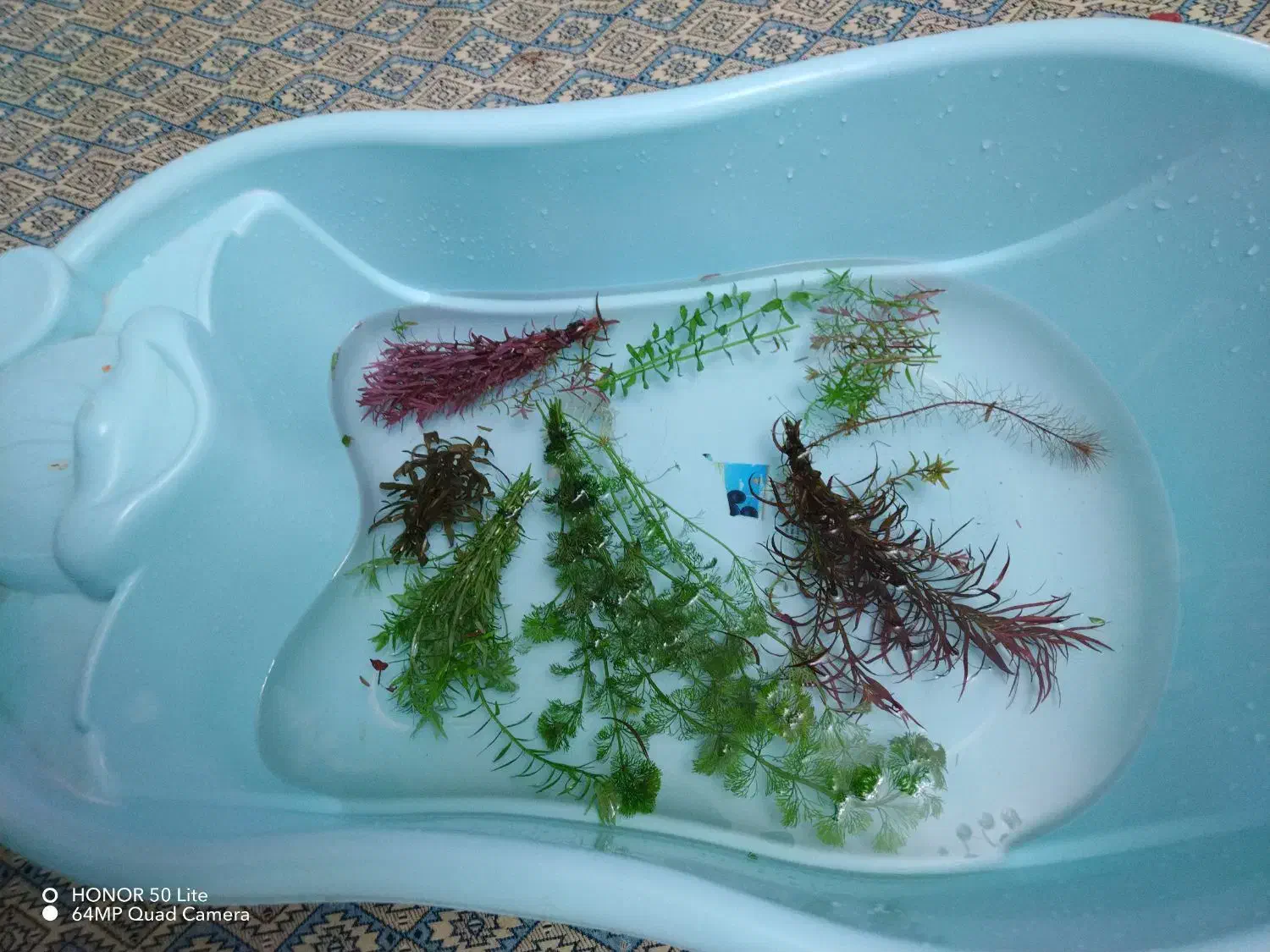 گیاه طبیعی آکواریوم|ماهی|سنندج, |دیوار