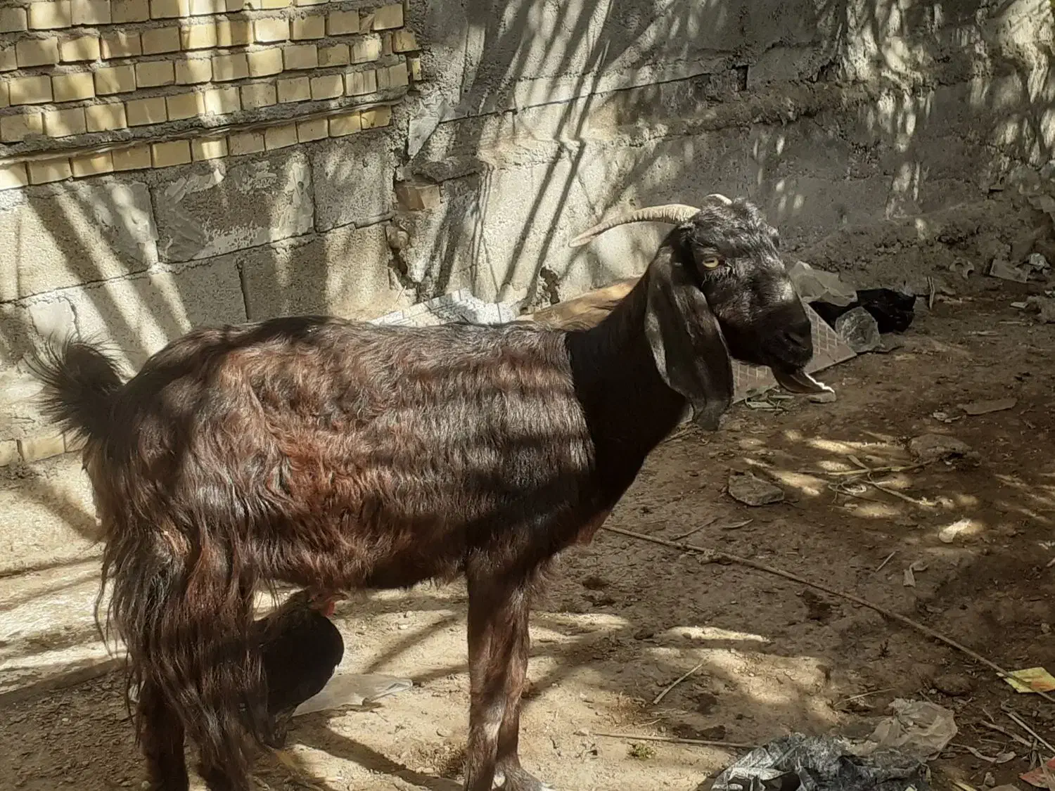 بز نجدی|حیوانات مزرعه|شادگان, |دیوار