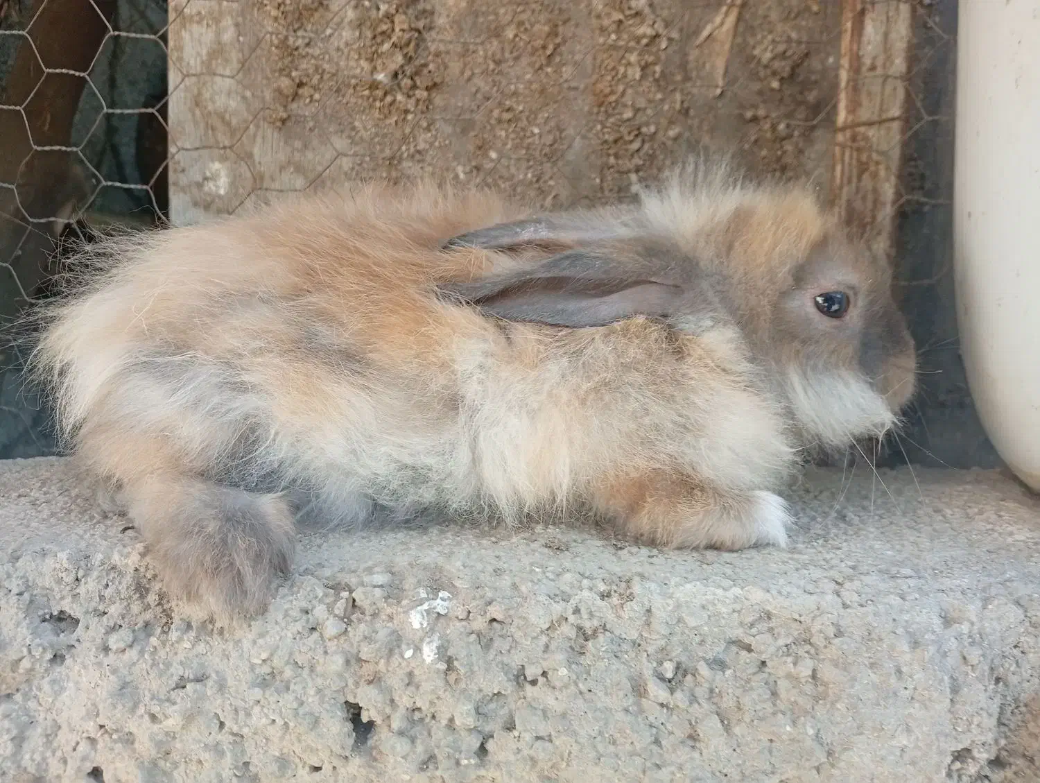 خرگوش|موش و خرگوش|بوشهر, |دیوار