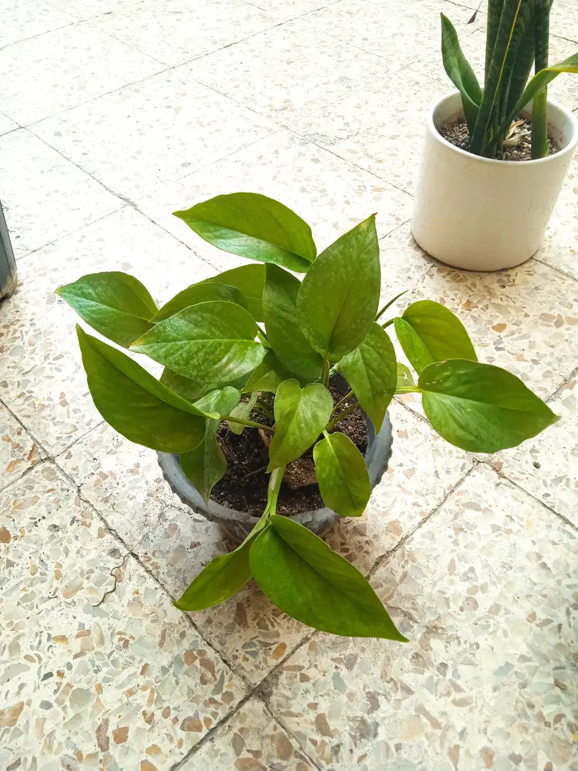 حراجی گل و گیاه|گل و گیاه طبیعی|دزفول, |دیوار