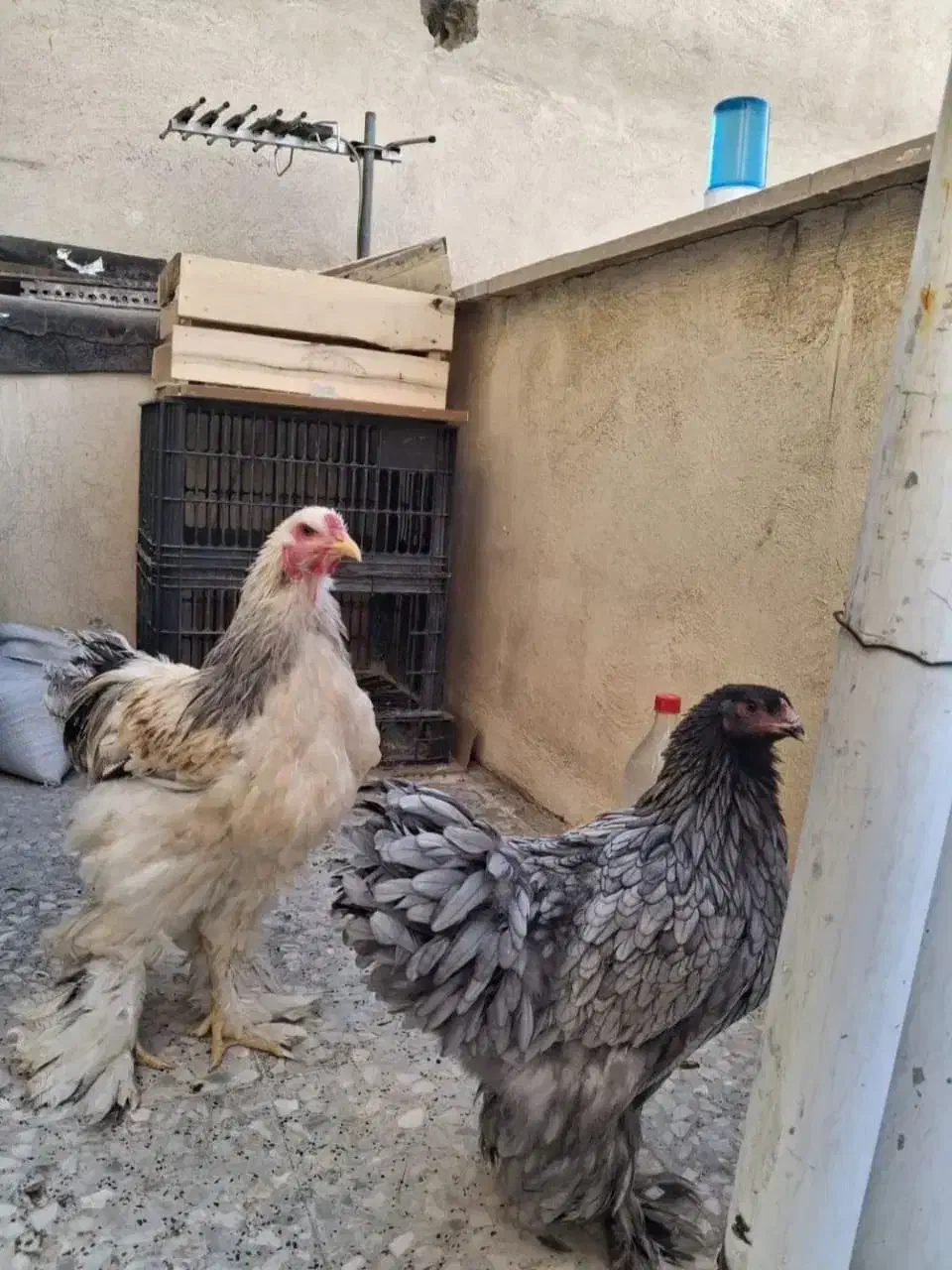 تخم مرغ برهما|حیوانات مزرعه|دهدشت, |دیوار