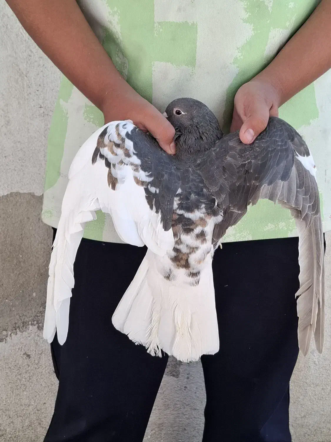 کفتر شهری ماده راست قهوه ای گلدار|پرنده|شیراز, شیخ علی چوپان|دیوار