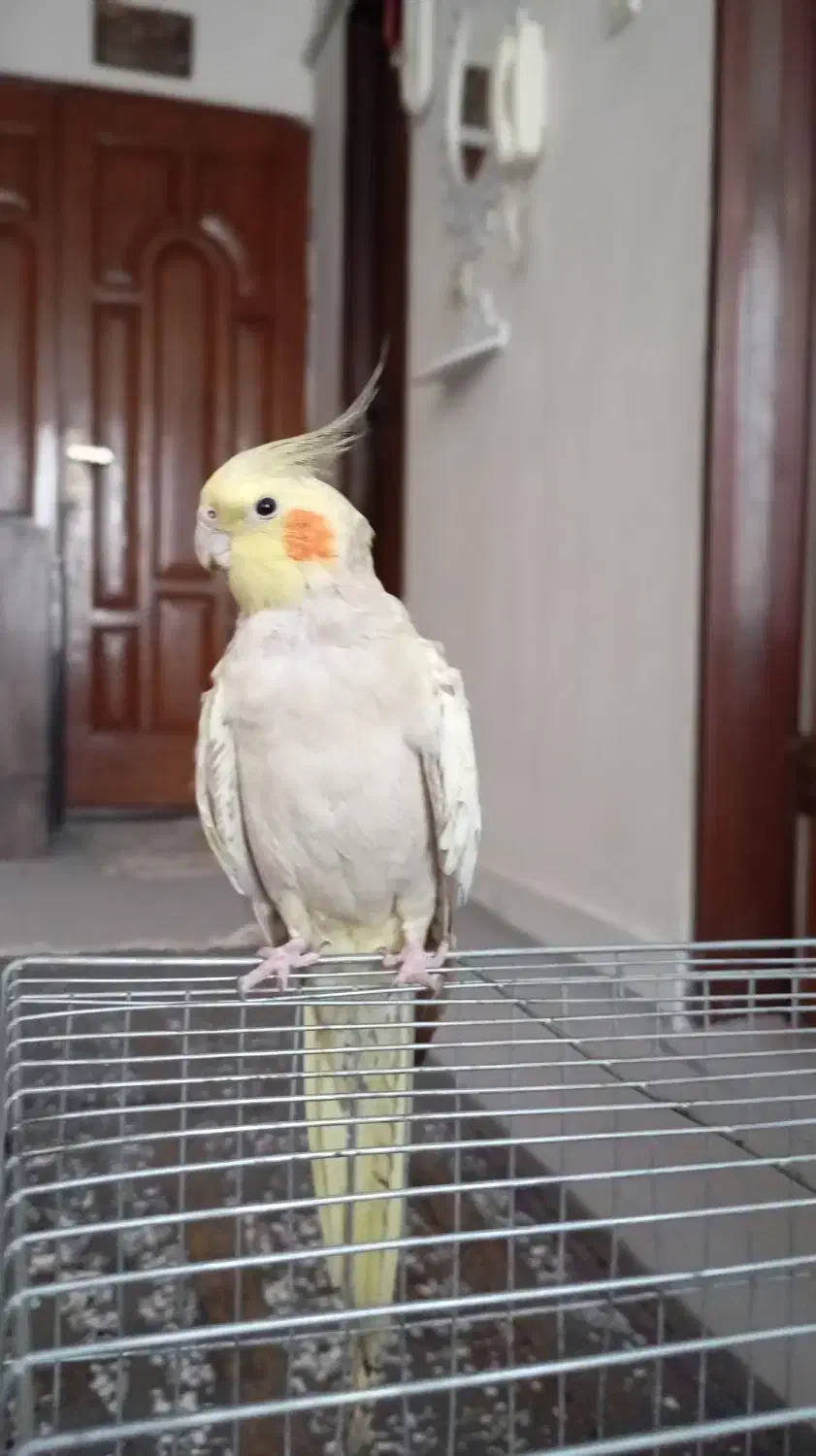 طوطی‌‌عروس‌هلندی|پرنده|شهریار, شهرک وائین|دیوار