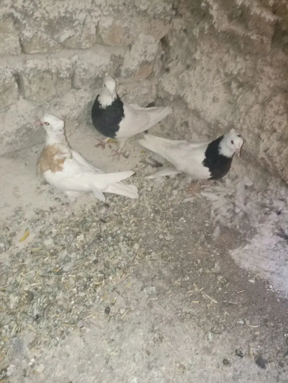 سه عدد طوق سیاه سالم و سرحال|پرنده|فردوس (خراسان), |دیوار