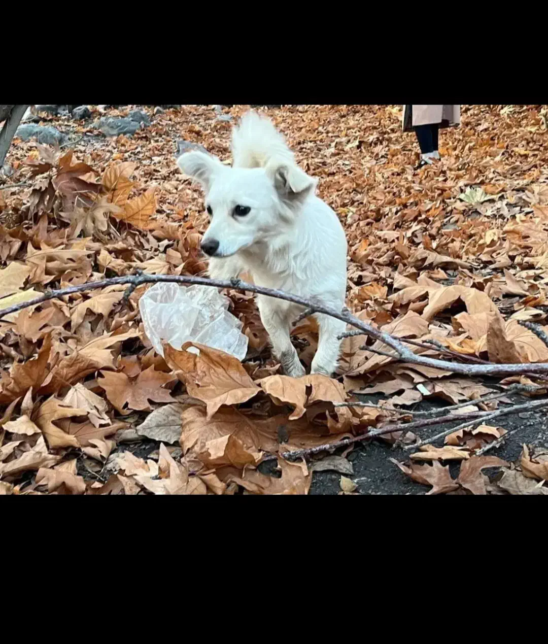 پاکوتاه|سگ|نیشابور, دارایی|دیوار