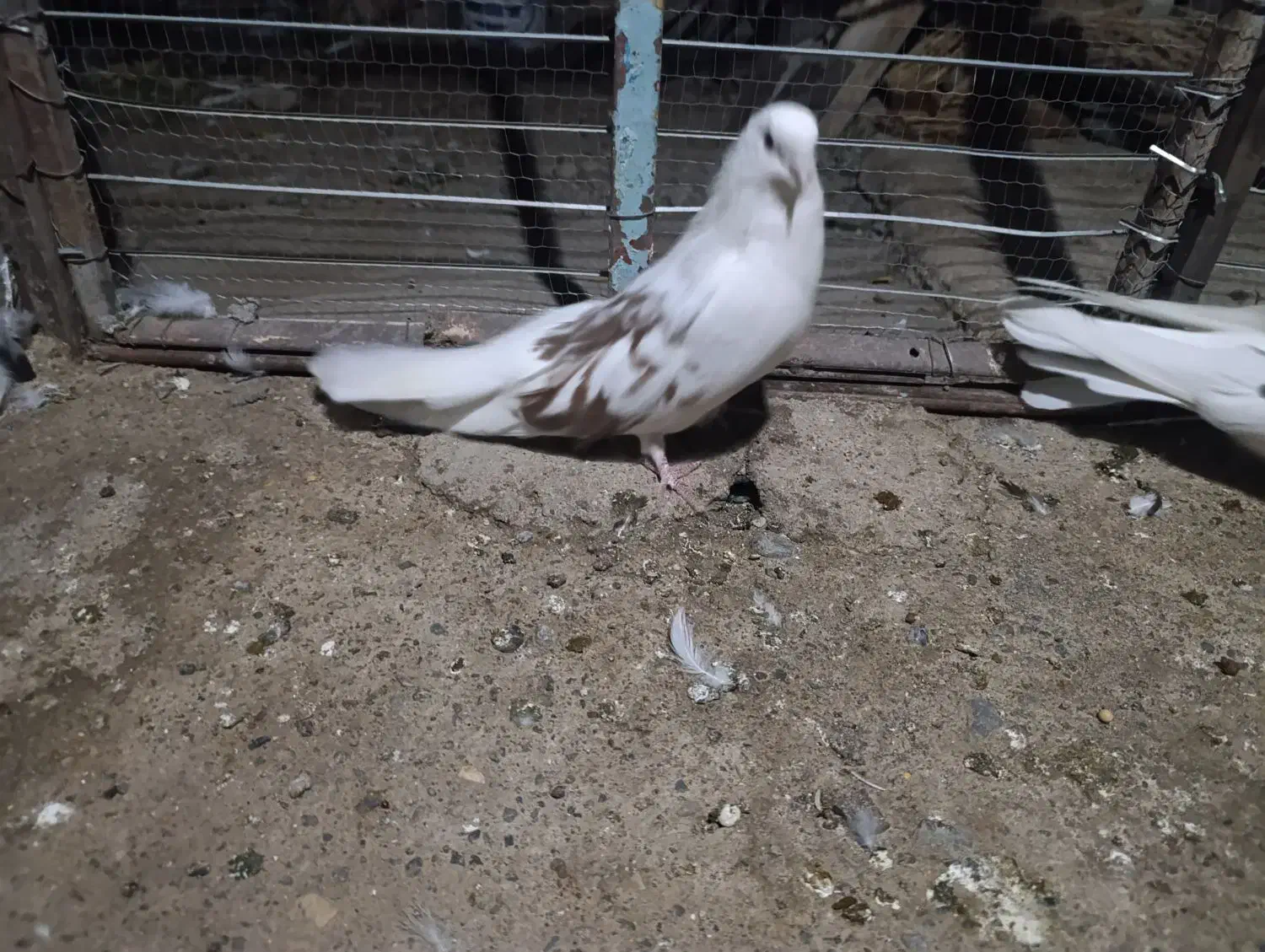 کبوتر پشت دار|پرنده|جیرفت, |دیوار