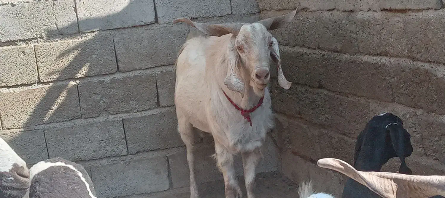 گوسفند|حیوانات مزرعه|فاریاب, |دیوار