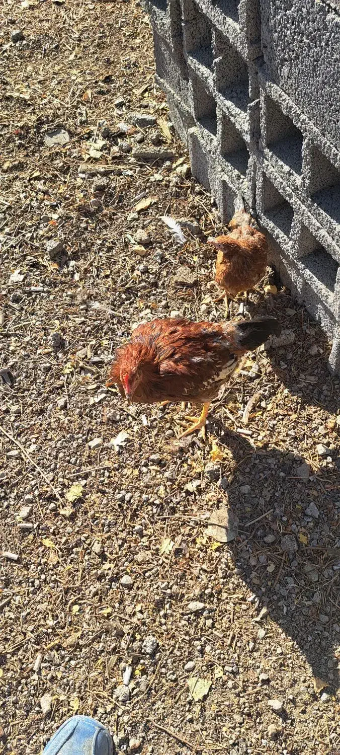 مرغ محلی|حیوانات مزرعه|ارشق, |دیوار