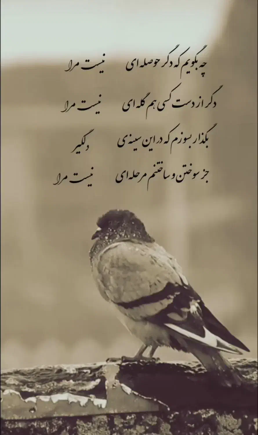 کبوتر پلاکی|پرنده|پاکدشت, پاکدشت (مامازند)|دیوار