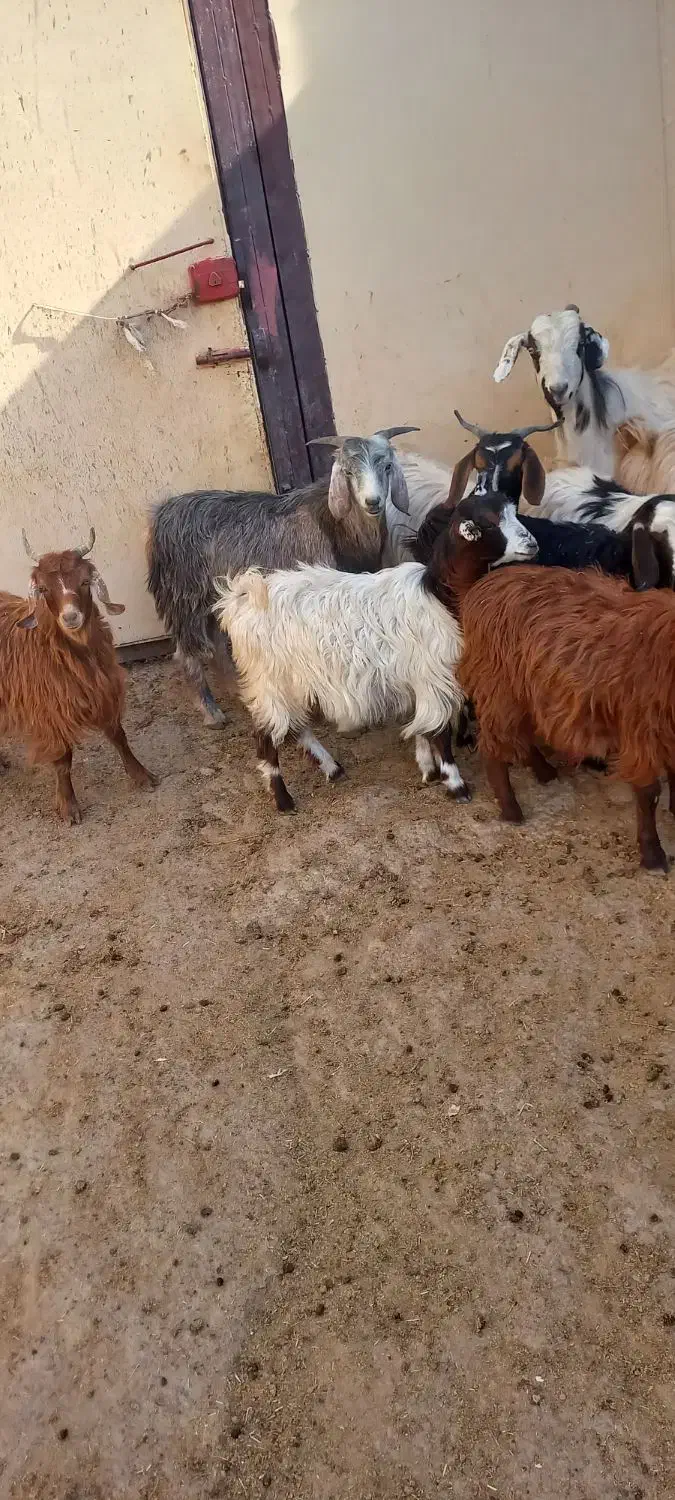 ۱۰عدد‌بزغاله نرو‌ماده|حیوانات مزرعه|خواجه, |دیوار