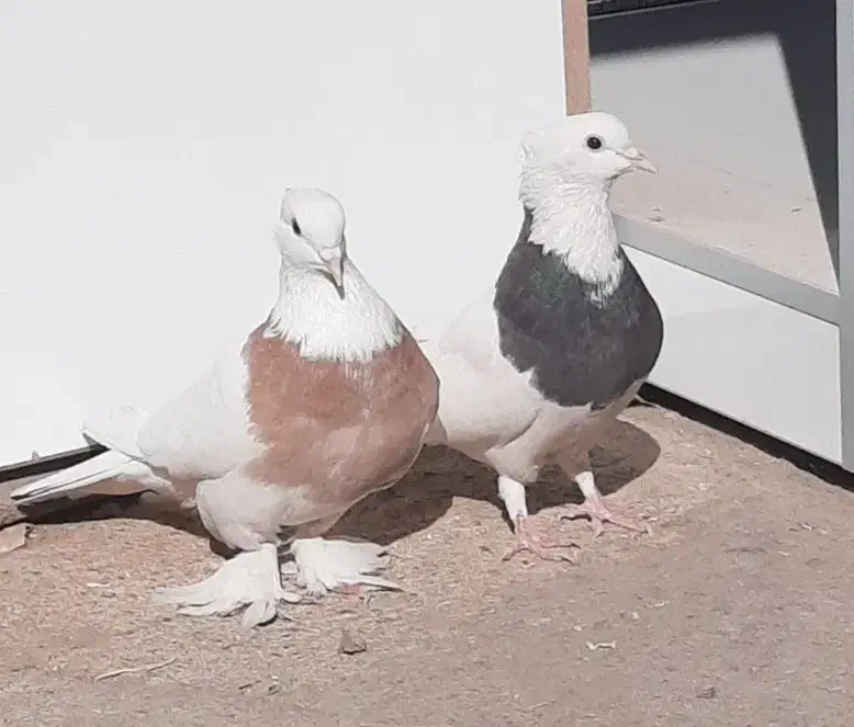 طوقی جفت مهر از پدرمادر سرور|پرنده|قم, باغ شازده|دیوار