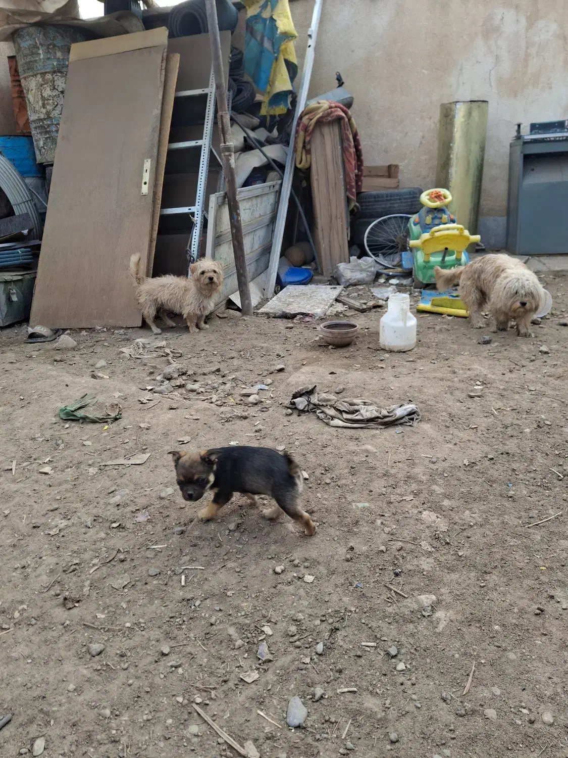 سگ پاکوتاه کوتاه باهوش.جیرفت|سگ|جیرفت, |دیوار