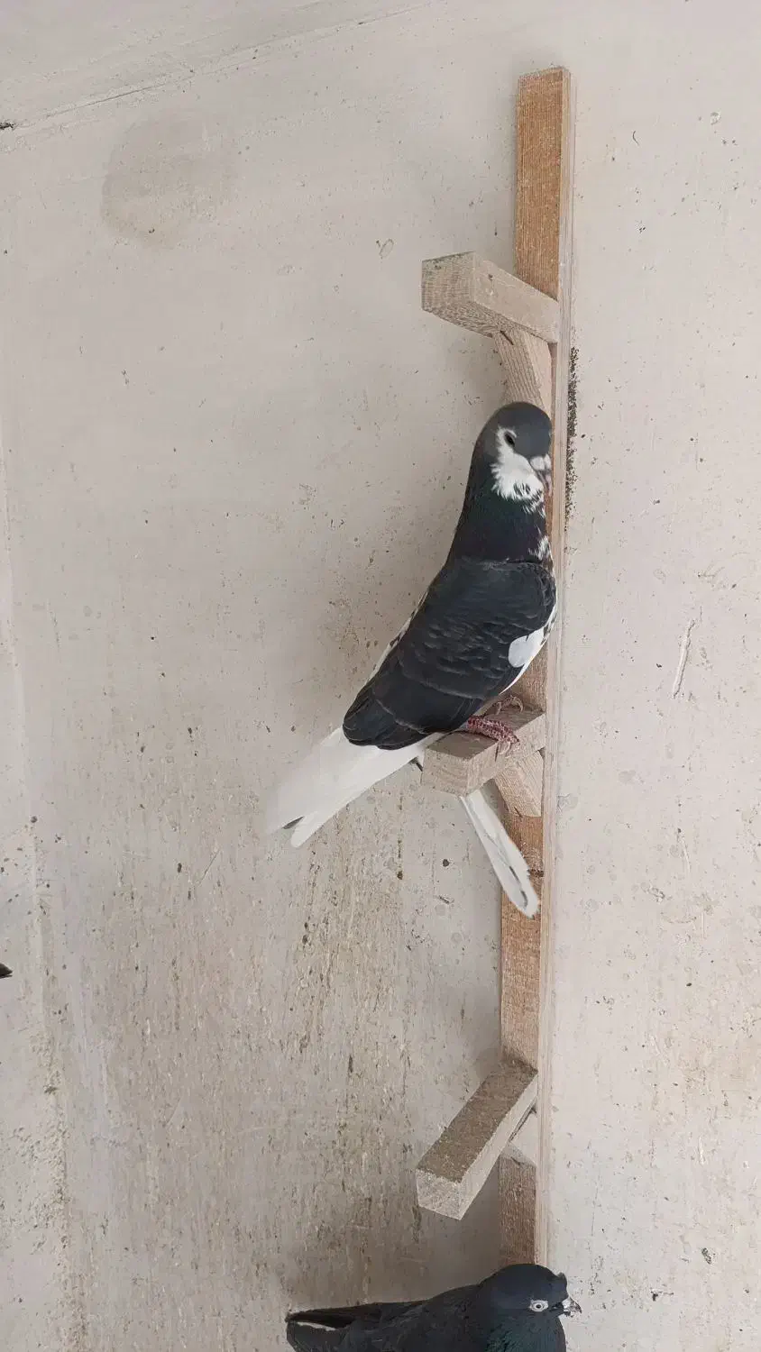 کبوتر شهری|پرنده|شیراز, شهرک کوثر|دیوار