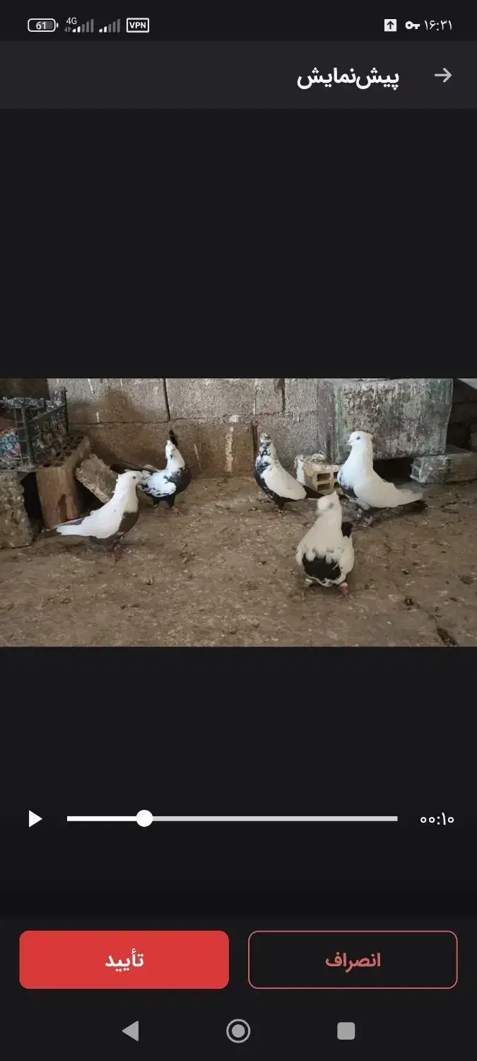 کله کبوتر|پرنده|چگنی, |دیوار