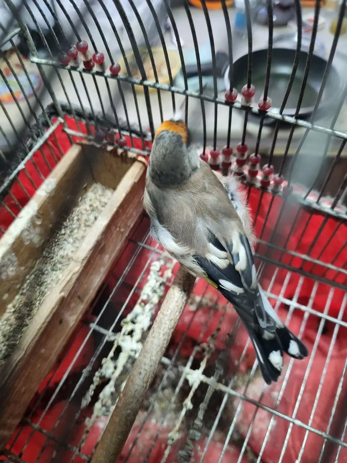 سهره دورگه زاغ|پرنده|شیراز, شهرک بهار|دیوار