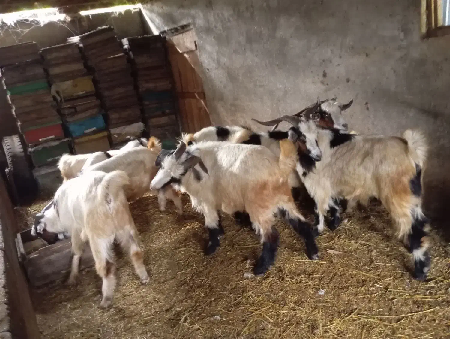 بز و بزگاله|حیوانات مزرعه|حویق, |دیوار