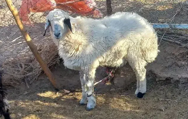 بره نر فروشی|حیوانات مزرعه|خوسف, |دیوار