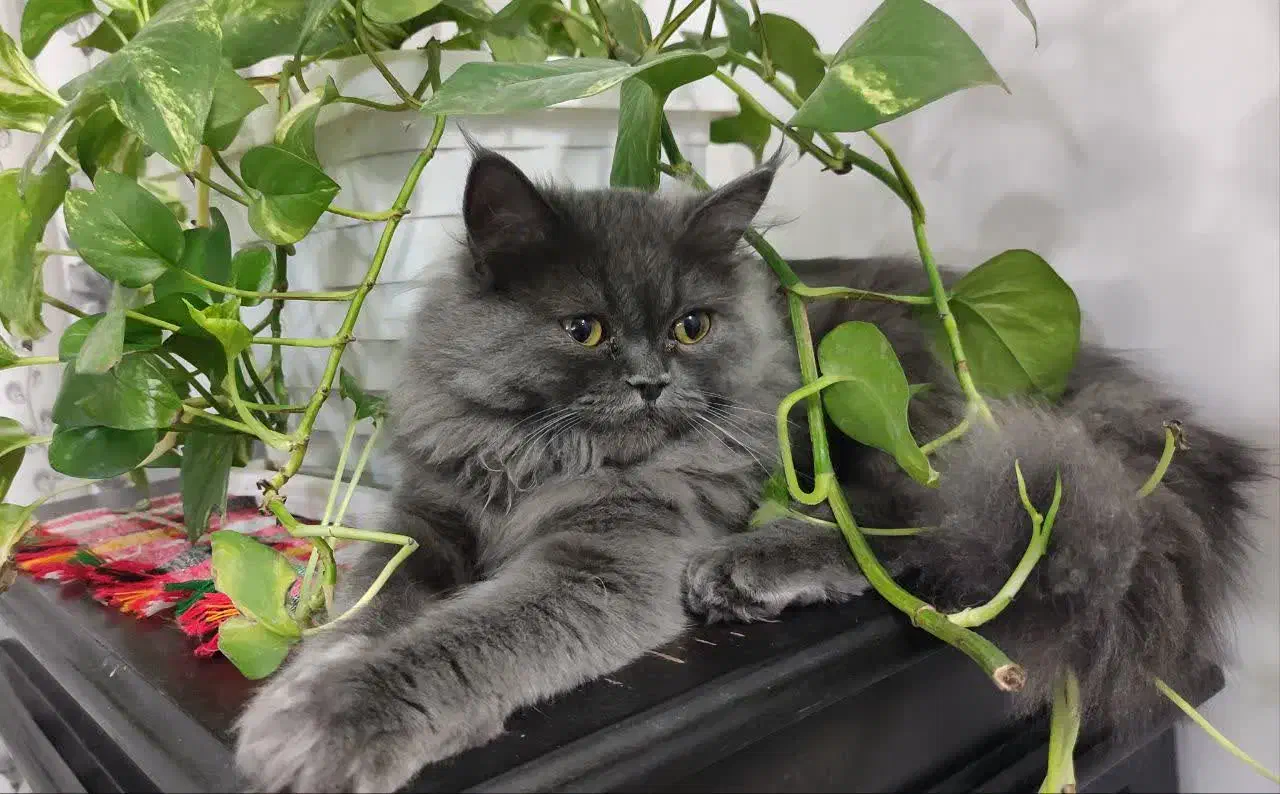 گربه ماده|گربه|بیرجند, |دیوار