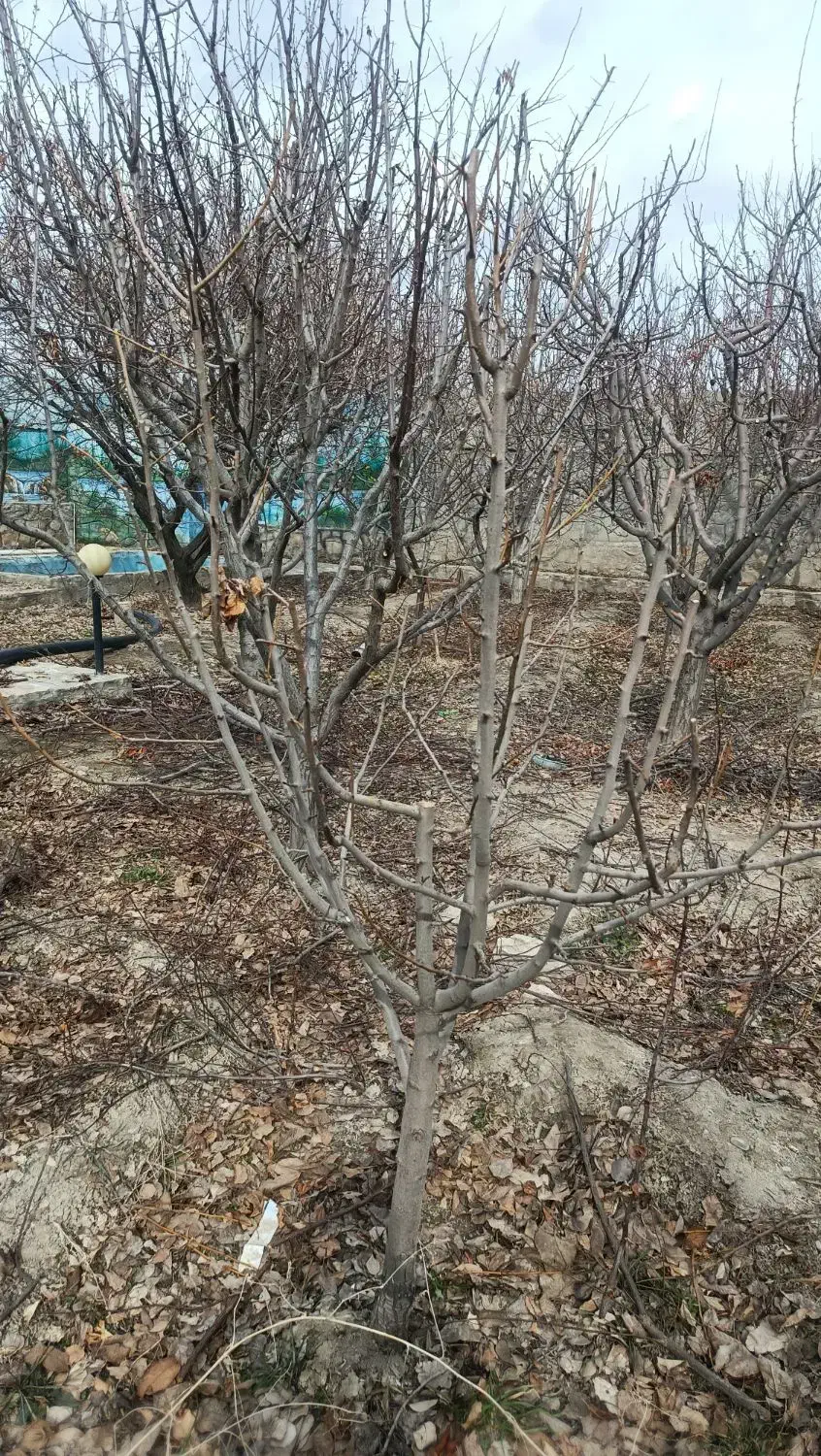 هرس درخت|خدمات باغبانی و درختکاری|چناران, |دیوار