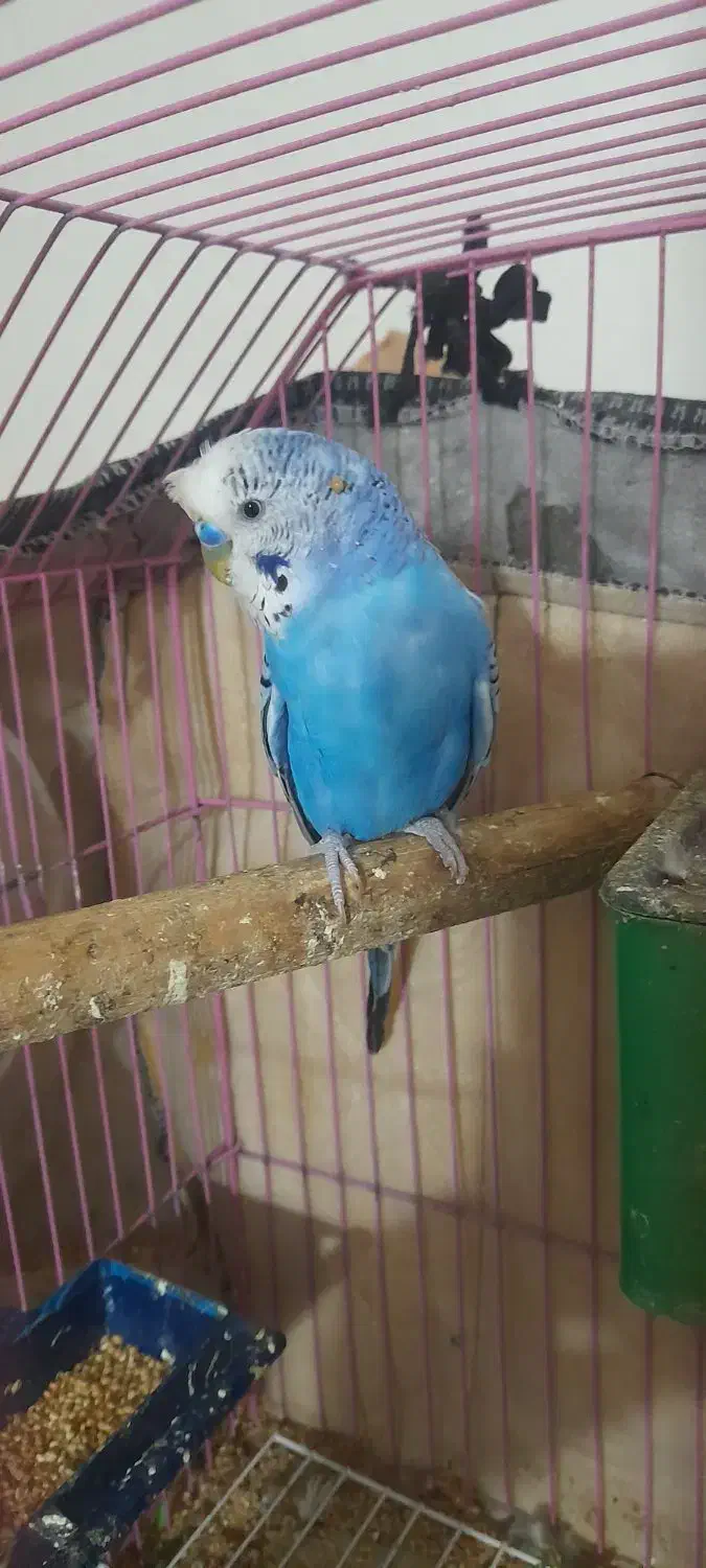 مرغ عشق نر دوتا|پرنده|آبادان, |دیوار