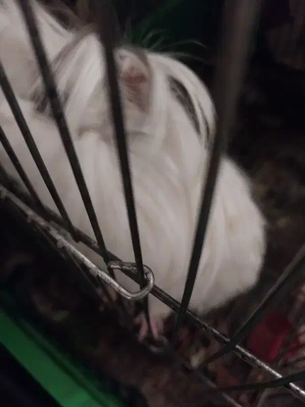 خوکچه هندی|موش و خرگوش|کرج, حیدرآباد|دیوار