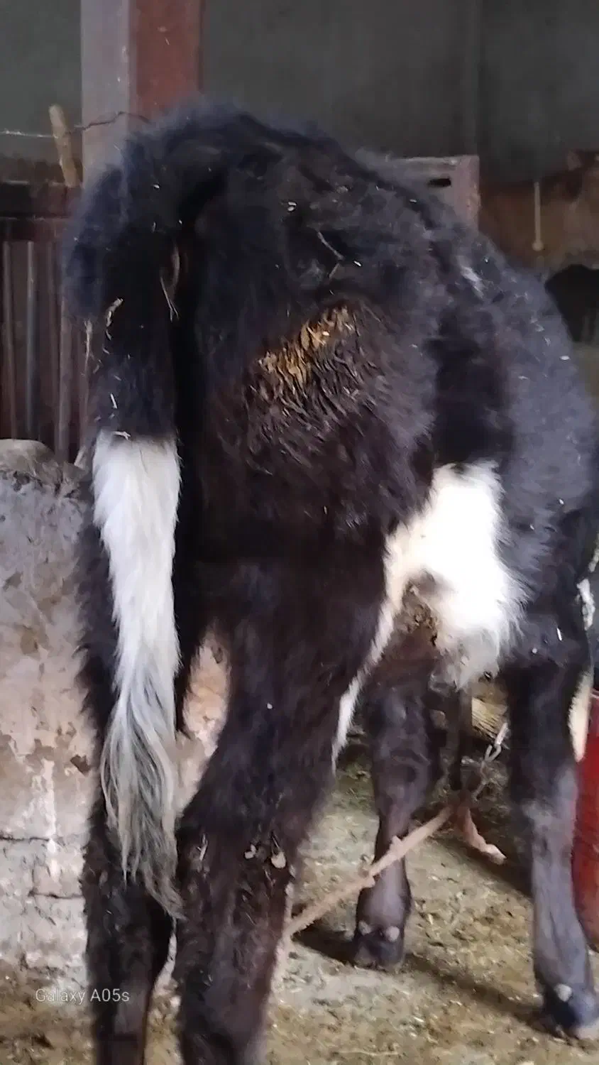 گوساله ماده هلشتاین|حیوانات مزرعه|کنگاور, |دیوار