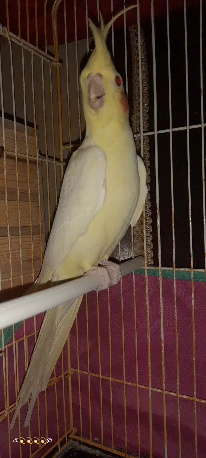 دو جفت عروس هلندی چشم شرابی مولد در عجب شیر|پرنده|عجب شیر, |دیوار