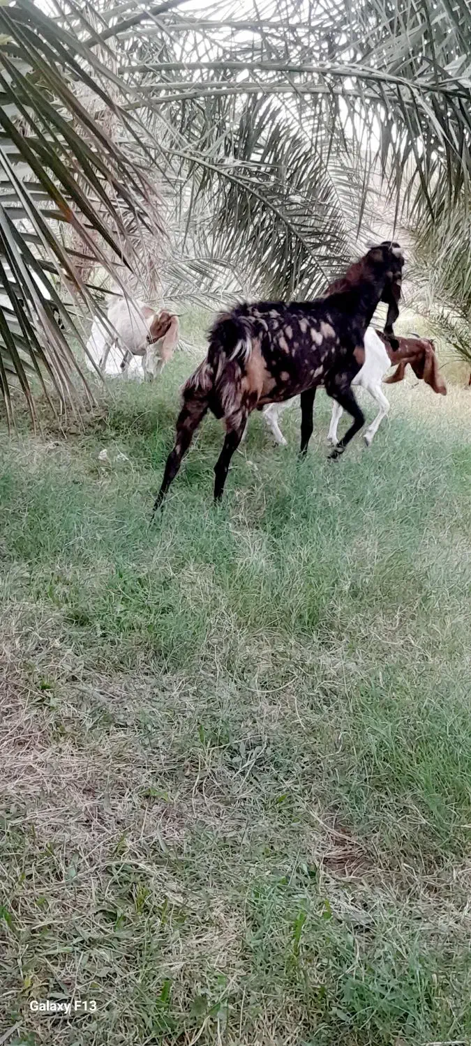 نری کاموری|حیوانات مزرعه|فهرج, |دیوار